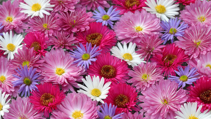 Autumn flowers. Beautiful Autumn wallpaper of chrysanthemum flowers. Postcard,greetings. Banner Spring flowers of different colors .Top view. Texture and background. Chrysanthemum.Soft focus .