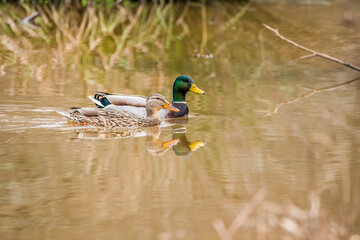 Pair of mallards together