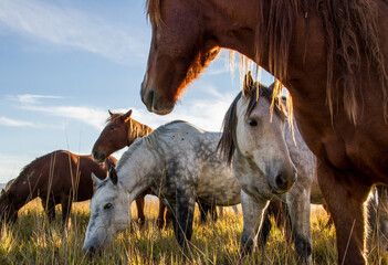 Wild Horses © melissahemken.com