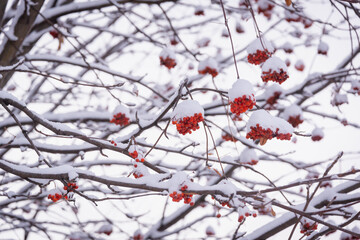 Winter, the fruits of the red mountain ash are covered with snow.