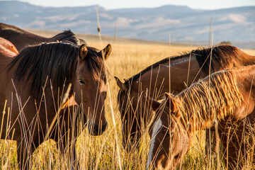 Wild Horses © melissahemken.com