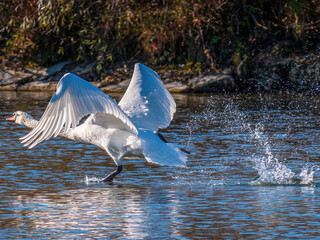 White Swan life at Munich Isar River during Winter time