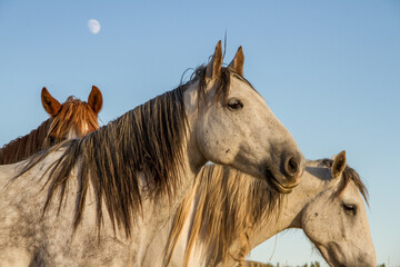 Wild Horses © melissahemken.com