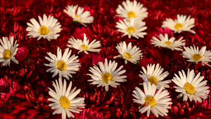 Soft focus blur.Beautiful wallpaper of pink red chrysanthemum flowers. Chamomile, clover .Top view. Autumn flowers. Chrysanthemum flowers,texture and background.Postcard,greetings ,invitation, banner 