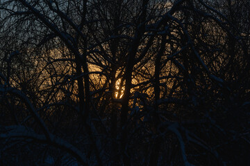 Branches of trees and sunset (dawn) in the sky.