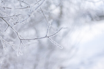 Tree branches in winter covered with frost, sparkling cold winter background, beautiful winter scene