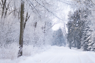 Beautiful winter forest, forest with trees covered with frost, forest road covered with snow, forest after snowfall