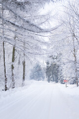 Obraz premium Beautiful winter forest, forest with trees covered with frost, forest road covered with snow, forest after snowfall
