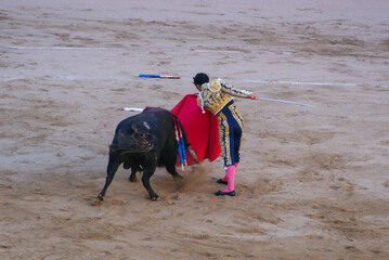 Spanish bullfighting in Barcelona. A wounded bull with swords rolled in its back.