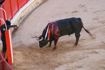 Spanish bullfighting in Barcelona. A wounded bull with swords rolled in its back.