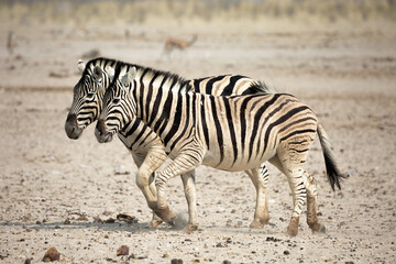 Obraz na płótnie Canvas Two zebras in Etosha National Park, Namibia