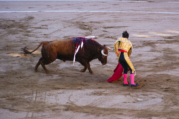 Spanish bullfighting in Barcelona. A wounded bull with swords rolled in its back.