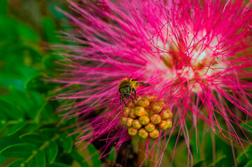 Honey bee on powder puff blossom
