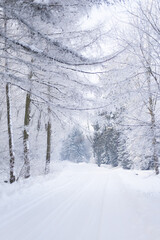 Beautiful winter forest, forest with trees covered with frost, forest road covered with snow, forest after snowfall