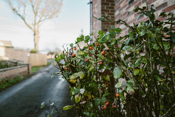 Obraz premium Pruned rose bush seen in mid winter, located at the side garden of a cottage.