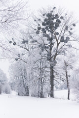 Fototapeta na wymiar Winter rural landscape, fields covered with snow and trees covered with frost, misty cold morning, heavy mist, cold colors, Trees covered with frost on cloudy winter sunrise, snowy morning, old trees 