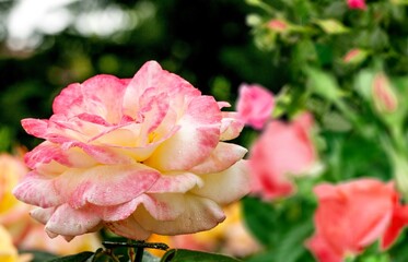 Red rose big and magnificent. Mature rose on nature