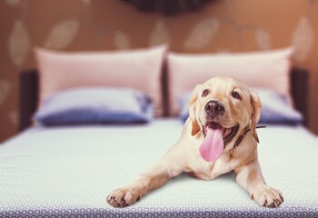 Puppy small dog rest at home Pet sleeping