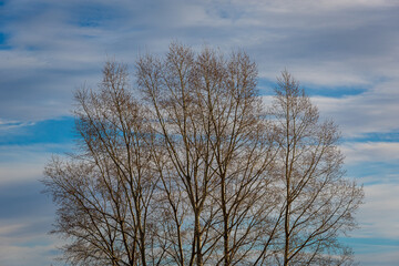 Tree and blue clouds in the early morning.