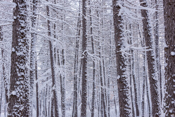 Trees and branches in the forest are covered with snow.