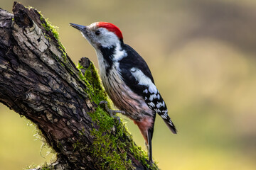 A middle-spotted woodpecker in a little forest at the Mönchbruch pond looking for food on a branch of a tree at a sunny day in winter. Beautiful blurred bokeh caused by the sun shining through trees.