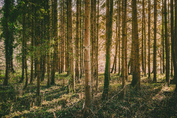 Fototapeta premium Light shining through autumn pine forest with shadows