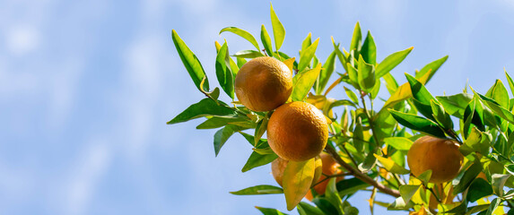 Banner. Ripe of fresh juicy orange mandarin in greenery on tree branches.  Natural outdoor food background. Tangerine sunny garden with green leaves and citrus fruits.