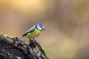 Blue tit at a feeding place at the Mönchbruch pond in a natural reserve in Hesse Germany. Looking for food in winter time.