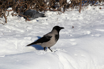 Crow in the snow on a winter day close-up.