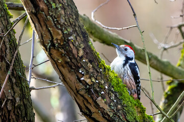 A middle-spotted woodpecker in a little forest at the Mönchbruch pond looking for food on a branch of a tree at a sunny day in winter. Beautiful blurred bokeh caused by the sun shining through trees.