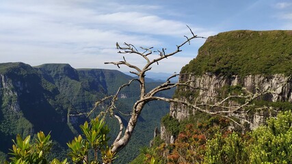 trees in the mountains