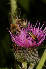 Honigbiene (Apis Mellifera) auf der Bluete der  Wiesenflockenblume, (Centaurea jacea L.) --
Honey bee (Apis mellifera) on the flower of the meadow knapweed, (Centaurea jacea L.)