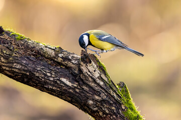 Fototapeta premium A coal tit song bird in a little forest next to the Mönchbruch pond looking for food.