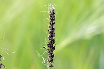 Loose smut of barley is caused by Ustilago nuda. It is a disease that can destroy a large part of a barley crop. Loose smut replaces grain heads with smut, or masses of spores.