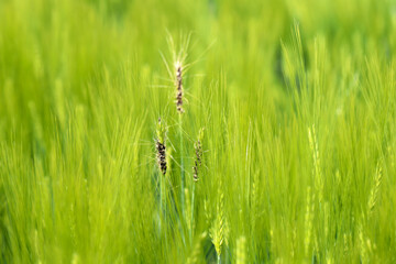 Loose smut of barley is caused by Ustilago nuda. It is a disease that can destroy a large part of a barley crop. Loose smut replaces grain heads with smut, or masses of spores.