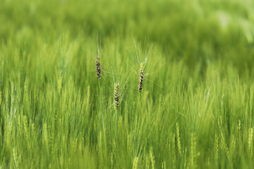 Loose smut of barley is caused by Ustilago nuda. It is a disease that can destroy a large part of a barley crop. Loose smut replaces grain heads with smut, or masses of spores.