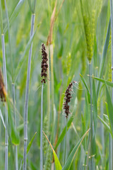 Loose smut of barley is caused by Ustilago nuda. It is a disease that can destroy a large part of a barley crop. Loose smut replaces grain heads with smut, or masses of spores.