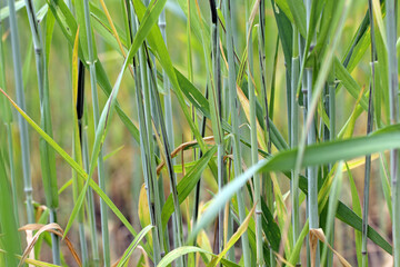 Obraz premium Flag, stalk or stripe smut of rye it is disease caused by the fungus Urocystis occulta which attacks the leaves and stalks of rye (Secale cereale). It is a serious disease that causes crop damage.