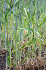 Flag, stalk or stripe smut of rye it is disease caused by the fungus Urocystis occulta which attacks the leaves and stalks of rye (Secale cereale). It is a serious disease that causes crop damage.