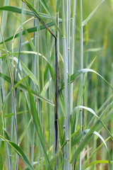 Flag, stalk or stripe smut of rye it is disease caused by the fungus Urocystis occulta which attacks the leaves and stalks of rye (Secale cereale). It is a serious disease that causes crop damage.