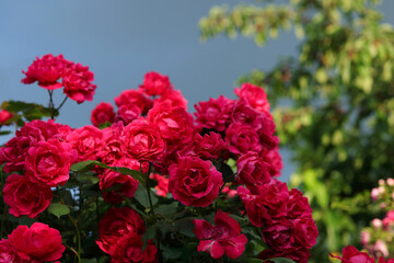 Lush bush of pink roses. Blurred floral background with red flowers roses. Red roses on a background of the sky. A place for the text. Many flowers.soft focus.Garden roses