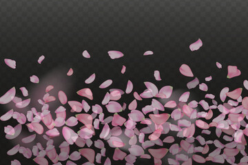 Pink falling sakura petals.Nature horizontal black background.