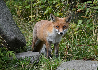 red fox vulpes