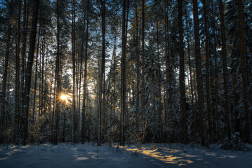 Sunrise in the winter forest. Elk city, masuria, Poland.