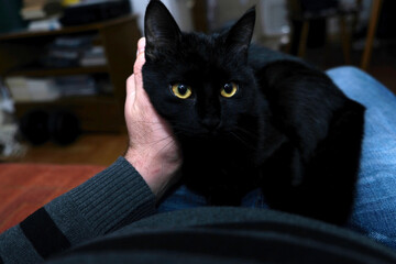 Young and small black cat kitty pet sitting in the lap and man hand petting her black fur © DaliCeMedia