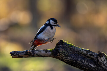 A great-spotted woodpecker in a little forest at the Mönchbruch pond looking for food on a branch of a tree at a sunny day in winter. Beautiful blurred bokeh caused by the sun shining through trees.