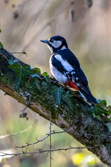 A great-spotted woodpecker in a little forest at the Mönchbruch pond looking for food on a branch of a tree at a sunny day in winter. Beautiful blurred bokeh caused by the sun shining through trees.