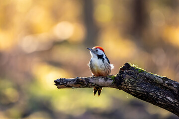 A middle-spotted woodpecker in a little forest at the Mönchbruch pond looking for food on a branch of a tree at a sunny day in winter. Beautiful blurred bokeh caused by the sun shining through trees.