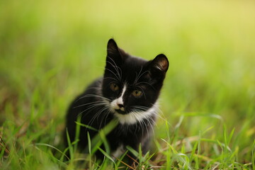 Naklejka na ściany i meble Black and white kitten resting on the green grass