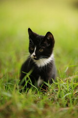 Naklejka na ściany i meble Black and white kitten rest in the green grass